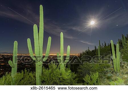 Giant saguaro cactus, Carnegiea gigantea, under full moon in the Catalina Mountains, Tucson, Az, U. S. A. View Large Photo Image Stock Photography - Giant saguaro cactus, Carnegiea gigantea, under full moon in the Catalina Mountains, Tucson, Az, U. S. A.. Fotosearch