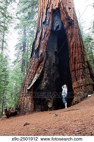 Stock Image - Giant Sequoia in Mariposa Grove, Yosemite National Park, California, USA.. Fotosearch