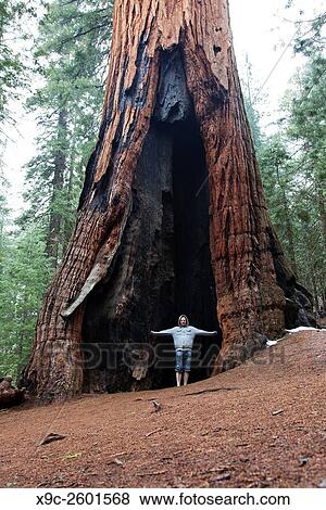 Giant Sequoia in Mariposa Grove, Yosemite National Park, California, USA. View Large Photo Image Stock Photo - Giant Sequoia in Mariposa Grove, Yosemite National Park, California, USA.. Fotosearch