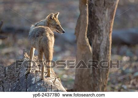 Stock Image - Golden jackal (Canis aureus), Pench National Park, Madhya Pradesh, India.. Fotosearch