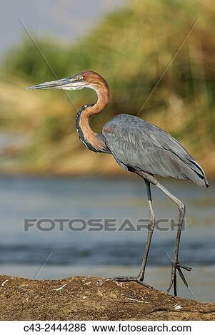 Goliath Heron (Ardea goliath) - On a rock island in the Chobe River. Photographed from a boat. Chobe National Park, Botswana. View Large Photo Image Stock Photograph - Goliath Heron (Ardea goliath) - On a rock island in the Chobe River. Photographed from a boat. Chobe National Park, Botswana.. Fotosearch