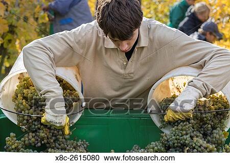 Grape Harvest by traditional hand picking in the Wachau area of Austria. The Wachau is a famous vineyard and listed as Wachau Cultural Landscape as UNESCO World Heritage. Europe, Central Europe, Austria, Lower Austria, November. View Large Photo Image Stock Image - Grape Harvest by traditional hand picking in the Wachau area of Austria. The Wachau is a famous vineyard and listed as Wachau Cultural Landscape as UNESCO World Heritage. Europe, Central Europe, Austria, Lower Austria, November.. Fotosearch