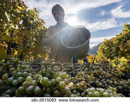 Grape Harvest by traditional hand picking in the Wachau area of Austria. The Wachau is a famous vineyard and listed as Wachau Cultural Landscape as UNESCO World Heritage. Europe, Central Europe, Austria, Lower Austria, November. View Large Photo Image Stock Image - Grape Harvest by traditional hand picking in the Wachau area of Austria. The Wachau is a famous vineyard and listed as Wachau Cultural Landscape as UNESCO World Heritage. Europe, Central Europe, Austria, Lower Austria, November.. Fotosearch