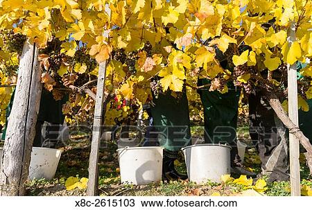Grape Harvest by traditional hand picking in the Wachau area of Austria. The Wachau is a famous vineyard and listed as Wachau Cultural Landscape as UNESCO World Heritage. Europe, Central Europe, Austria, Lower Austria, November. View Large Photo Image Stock Image - Grape Harvest by traditional hand picking in the Wachau area of Austria. The Wachau is a famous vineyard and listed as Wachau Cultural Landscape as UNESCO World Heritage. Europe, Central Europe, Austria, Lower Austria, November.. Fotosearch