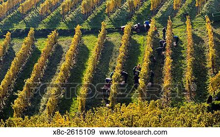 Grape Harvest by traditional hand picking in the Wachau area of Austria. The Wachau is a famous vineyard and listed as Wachau Cultural Landscape as UNESCO World Heritage. Europe, Central Europe, Austria, Lower Austria, November. View Large Photo Image Stock Photo - Grape Harvest by traditional hand picking in the Wachau area of Austria. The Wachau is a famous vineyard and listed as Wachau Cultural Landscape as UNESCO World Heritage. Europe, Central Europe, Austria, Lower Austria, November.. Fotosearch