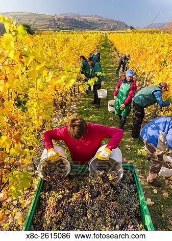 Grape Harvest by traditional hand picking in the Wachau area of Austria. The Wachau is a famous vineyard and listed as Wachau Cultural Landscape as UNESCO World Heritage. Europe, Central Europe, Austria, Lower Austria, November. View Large Photo Image Stock Photograph - Grape Harvest by traditional hand picking in the Wachau area of Austria. The Wachau is a famous vineyard and listed as Wachau Cultural Landscape as UNESCO World Heritage. Europe, Central Europe, Austria, Lower Austria, November.. Fotosearch
