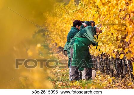 Grape Harvest by traditional hand picking in the Wachau area of Austria. The Wachau is a famous vineyard and listed as Wachau Cultural Landscape as UNESCO World Heritage. Europe, Central Europe, Austria, Lower Austria, November. View Large Photo Image Stock Photography - Grape Harvest by traditional hand picking in the Wachau area of Austria. The Wachau is a famous vineyard and listed as Wachau Cultural Landscape as UNESCO World Heritage. Europe, Central Europe, Austria, Lower Austria, November.. Fotosearch
