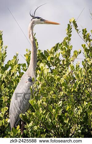 Great Blue Heron, Everglades NP, Florida, USA View Large Photo Image Stock Photo - Great Blue Heron, Everglades NP, Florida, USA. Fotosearch