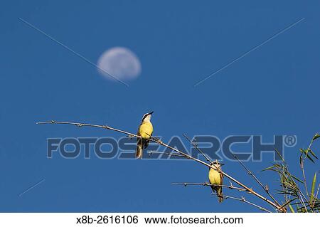 Great Kiskadee pair, Pitangus sulphuratus, Iguaz Falls National Park, Misiones, Argentina, South America. View Large Photo Image Stock Photograph - Great Kiskadee pair, Pitangus sulphuratus, Iguaz Falls National Park, Misiones, Argentina, South America.. Fotosearch