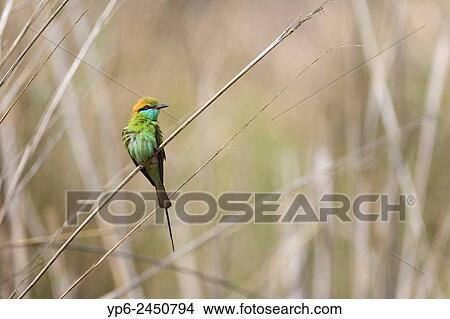 Green bee-eater (Merops orientalis), Kanha National Park, Madhya Pradesh, India. View Large Photo Image Picture - Green bee-eater (Merops orientalis), Kanha National Park, Madhya Pradesh, India.. Fotosearch