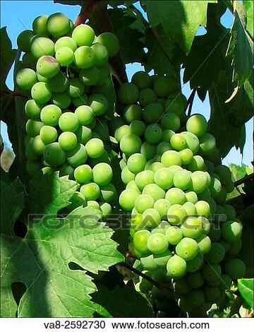 Green wine grapes are ripening under the summer sun at this Placerville, California area vineyard. View Large Photo Image Stock Image - Green wine grapes are ripening under the summer sun at this Placerville, California area vineyard.. Fotosearch