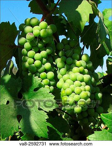 Green wine grapes are ripening under the summer sun at this Placerville, California area vineyard. View Large Photo Image Stock Image - Green wine grapes are ripening under the summer sun at this Placerville, California area vineyard.. Fotosearch
