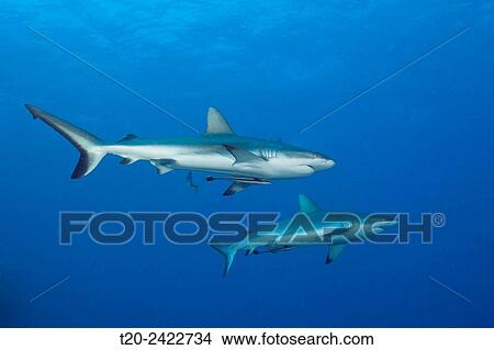 Grey Reef Shark, Carcharhinus amblyrhynchos, Osprey Reef, Coral Sea, Australia. View Large Photo Image Picture - Grey Reef Shark, Carcharhinus amblyrhynchos, Osprey Reef, Coral Sea, Australia.. Fotosearch