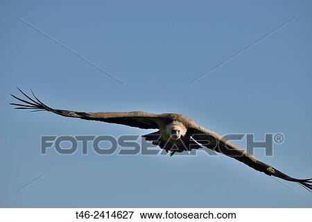 Griffon vulture (Gyps fulvus). Segovia province, Castilla-Leon. Spain View Large Photo Image Stock Photo - Griffon vulture (Gyps fulvus). Segovia province, Castilla-Leon. Spain. Fotosearch
