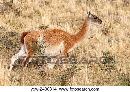 Guanacos grazing in Torres del Paine National Park, Patagonia, Chile. View Large Photo Image Picture - Guanacos grazing in Torres del Paine National Park, Patagonia, Chile.. Fotosearch
