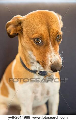 Guilty face. View Large Photo Image Stock Photo - Guilty face.. Fotosearch