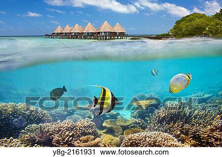 Stock Image - Half underwater view with fishes, Maldives, Ari Atol, Indian Ocean.. Fotosearch