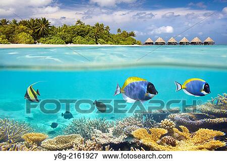 Half underwater view with fishes, Maldives, Ari Atol, Indian Ocean. View Large Photo Image Stock Photo - Half underwater view with fishes, Maldives, Ari Atol, Indian Ocean.. Fotosearch