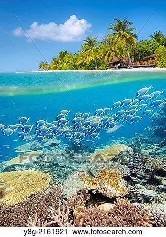 Half underwater view with reef and fishes, Maldives, Indian Ocean. View Large Photo Image Stock Image - Half underwater view with reef and fishes, Maldives, Indian Ocean.. Fotosearch