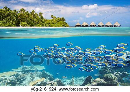 Picture - Half underwater view with school of fish, Maldives, Ari Atol, Indian Ocean.. Fotosearch