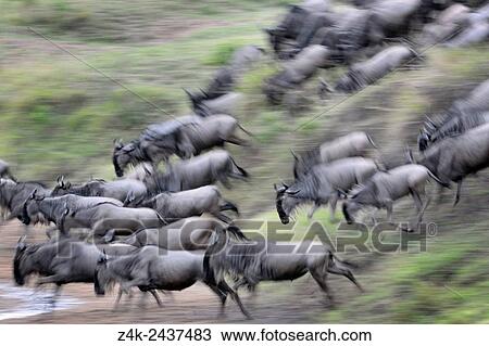 Herd of Blue Wildebeest (Connochaetes taurinus) running down riverbank for crossing the Mara River with motion blur, Serengeti national park, Tanzania. View Large Photo Image Stock Image - Herd of Blue Wildebeest (Connochaetes taurinus) running down riverbank for crossing the Mara River with motion blur, Serengeti national park, Tanzania.. Fotosearch