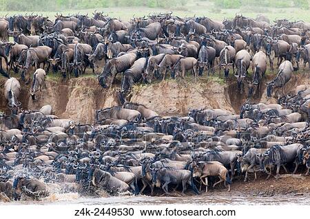 Herd of Blue Wildebeest (Connochaetes taurinus) crossing the Mara River, Serengeti national park, Tanzania. View Large Photo Image Stock Image - Herd of Blue Wildebeest (Connochaetes taurinus) crossing the Mara River, Serengeti national park, Tanzania.. Fotosearch