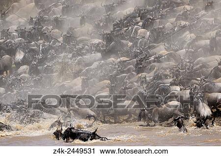 Herd of Blue Wildebeest (Connochaetes taurinus) crossing the Mara River, Serengeti national park, Tanzania. View Large Photo Image Stock Image - Herd of Blue Wildebeest (Connochaetes taurinus) crossing the Mara River, Serengeti national park, Tanzania.. Fotosearch