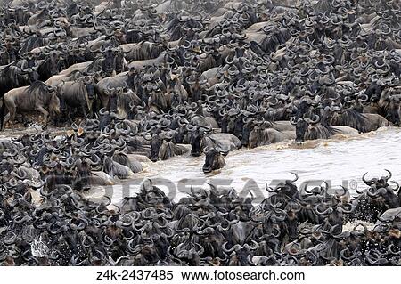 Stock Photography - Herd of Blue Wildebeest (Connochaetes taurinus) crossing the Mara River, Serengeti national park, Tanzania.. Fotosearch