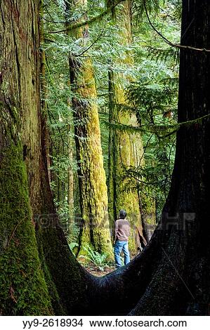 Hiker in Cathedral Grove located in MacMillan Provincial Park, Vancouver Island, British Columbia, Canada. View Large Photo Image Picture - Hiker in Cathedral Grove located in MacMillan Provincial Park, Vancouver Island, British Columbia, Canada.. Fotosearch