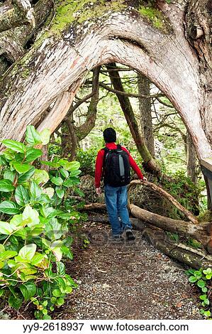 Hiker on Wild Pacific Trail - Ucluelet, Vancouver Island, British Columbia, Canada. View Large Photo Image Stock Photo - Hiker on Wild Pacific Trail - Ucluelet, Vancouver Island, British Columbia, Canada.. Fotosearch