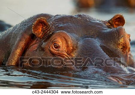Picture - Hippopotamus (Hippopotamus amphibius) - Close-up. In the the Chobe River. Photographed from a boat. Chobe National Park, Botswana.. Fotosearch