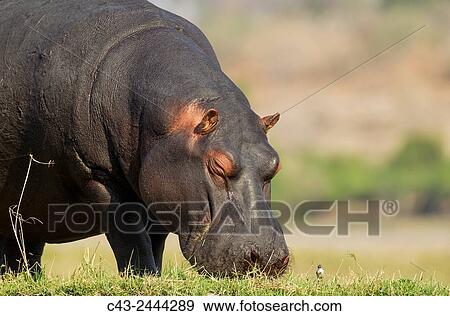 Hippopotamus (Hippopotamus amphibius) - Grazing at the bank of the Chobe River next to a little bird. Photographed from a boat. Chobe National Park, Botswana. View Large Photo Image Stock Photo - Hippopotamus (Hippopotamus amphibius) - Grazing at the bank of the Chobe River next to a little bird. Photographed from a boat. Chobe National Park, Botswana.. Fotosearch