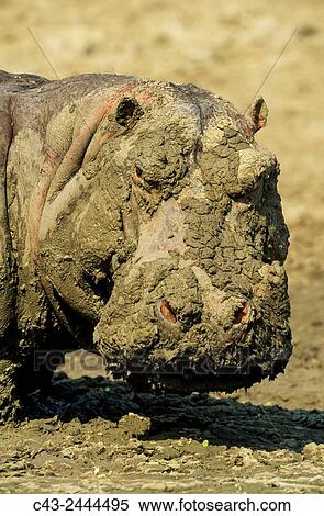 Hippopotamus (Hippopotamus amphibius) - When the waterholes dry up during the dry season, the appearance of some hippos - here a bull - become rather muddy. South Luangwa National Park, Zambia. View Large Photo Image Stock Photography - Hippopotamus (Hippopotamus amphibius) - When the waterholes dry up during the dry season, the appearance of some hippos - here a bull - become rather muddy. South Luangwa National Park, Zambia.. Fotosearch