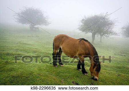 Stock Photography - Horse grazing in fog, parque natural Gorbeia, Alava-Vizcaya, Euzkadi, Spain.. Fotosearch