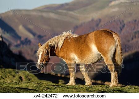 Horses standed at Tapla pass. Beauty area located in Salazar Valley. Ochagabia. Navarre. Spain. Europe. View Large Photo Image Stock Image - Horses standed at Tapla pass. Beauty area located in Salazar Valley. Ochagabia. Navarre. Spain. Europe.. Fotosearch