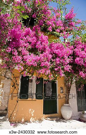 house and bouganville, Longos village, Ionian Islands, Paxi island, Greece, Europe. View Large Photo Image Stock Image - house and bouganville, Longos village, Ionian Islands, Paxi island, Greece, Europe.. Fotosearch