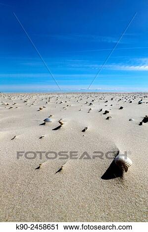 Houses of dead shells laying on the beach, right on little mountains of sand formed by the wind, Amrum, Northfrisian Islands, Schleswig-Holstein, Germany, Europe. View Large Photo Image Stock Image - Houses of dead shells laying on the beach, right on little mountains of sand formed by the wind, Amrum, Northfrisian Islands, Schleswig-Holstein, Germany, Europe.. Fotosearch