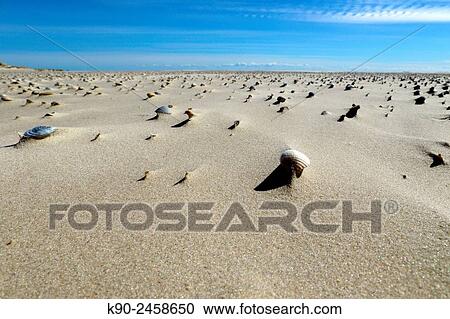 Housing of dead shells spread over the beach, Amrum, Northfrisian Islands, Schleswig-Holstein, Germany, Europe. View Large Photo Image Stock Image - Housing of dead shells spread over the beach, Amrum, Northfrisian Islands, Schleswig-Holstein, Germany, Europe.. Fotosearch