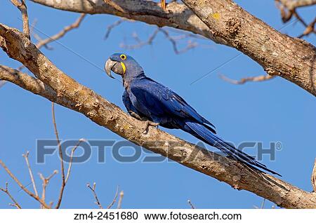 Hyacinth macaw (Anodorhynchus hyacinthinus) sitting on branch of tree at Caiman Ranch in the Southern Pantanal, Mato Grosso province of Brazil. View Large Photo Image Stock Image - Hyacinth macaw (Anodorhynchus hyacinthinus) sitting on branch of tree at Caiman Ranch in the Southern Pantanal, Mato Grosso province of Brazil.. Fotosearch