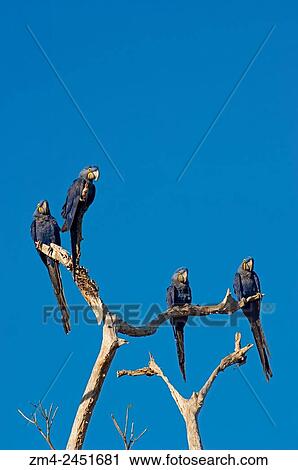Hyacinth macaws (Anodorhynchus hyacinthinus) sitting on branch of tree at Caiman Ranch in the Southern Pantanal, Mato Grosso province of Brazil. View Large Photo Image Stock Image - Hyacinth macaws (Anodorhynchus hyacinthinus) sitting on branch of tree at Caiman Ranch in the Southern Pantanal, Mato Grosso province of Brazil.. Fotosearch