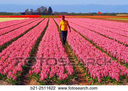 Hyacinths in spring at Schagen, north of Alkmaar, Holland View Large Photo Image Stock Image - Hyacinths in spring at Schagen, north of Alkmaar, Holland. Fotosearch