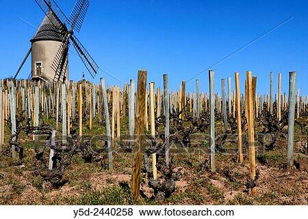 Iconic Moulin-a-Vent windmill, known as the King of Beaujolais for its power, structure and longevity, Moulin-? -Vent is the most atypical of all the Beaujolais Crus, Beaujolais wine country - spring time, Rhone valley, France. View Large Photo Image Stock Photo - Iconic Moulin-a-Vent windmill, known as the King of Beaujolais for its power, structure and longevity, Moulin-? -Vent is the most atypical of all the Beaujolais Crus, Beaujolais wine country - spring time, Rhone valley, France.. Fotosearch