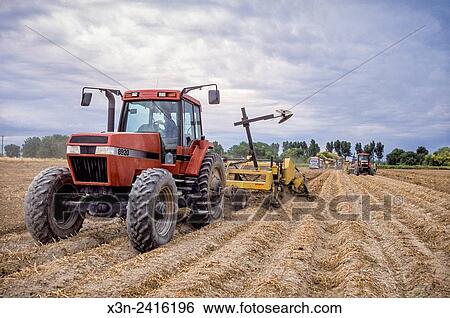 Idaho, USA - Potato harvest,. View Large Photo Image Stock Photograph - Idaho, USA - Potato harvest,.. Fotosearch