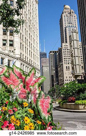 Illinois, Chicago, Lower Michigan Avenue, skyline, skyscraper, architecture, Wrigley Building, historic office building, Wrigley Plaza, view, InterContinental Chicago Magnificent Mile, hotel, dome, flower, planter, Caladium. View Large Photo Image Stock Photography - Illinois, Chicago, Lower Michigan Avenue, skyline, skyscraper, architecture, Wrigley Building, historic office building, Wrigley Plaza, view, InterContinental Chicago Magnificent Mile, hotel, dome, flower, planter, Caladium.. Fotosearch