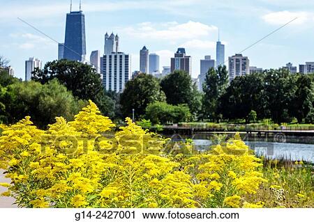 Illinois, Chicago, North Side, Lincoln Park, Lincoln Park Zoo, public park, Nature Boardwalk, ecosystem, native plants, prairie, tallgrass, wild flowers, yellow goldenrod, pond, trees, skyline, skyscraper. View Large Photo Image Stock Image - Illinois, Chicago, North Side, Lincoln Park, Lincoln Park Zoo, public park, Nature Boardwalk, ecosystem, native plants, prairie, tallgrass, wild flowers, yellow goldenrod, pond, trees, skyline, skyscraper.. Fotosearch