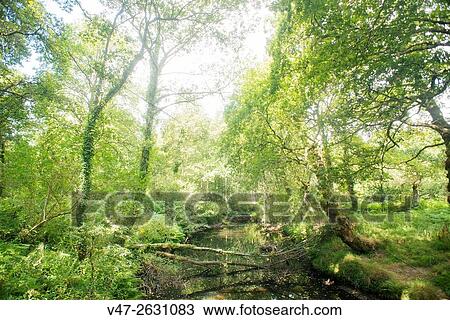 Stock Image - Image of Galician forest in the Camino de Santiago, Mondonedo, Lugo, Galicia, Spain, Europe. Fotosearch
