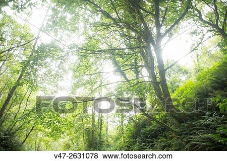 Image of Galician forest in the Camino de Santiago, Mondonedo, Lugo, Galicia, Spain, Europe View Large Photo Image Stock Photo - Image of Galician forest in the Camino de Santiago, Mondonedo, Lugo, Galicia, Spain, Europe. Fotosearch