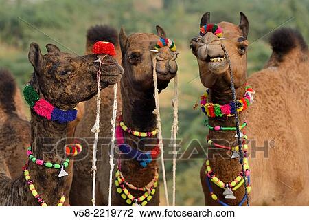 India, Rajasthan, Camels at Pushkar camel fair View Large Photo Image Stock Image - India, Rajasthan, Camels at Pushkar camel fair. Fotosearch