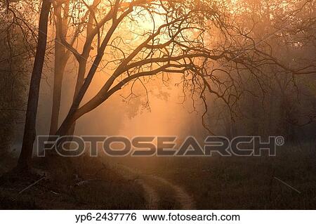 Stock Photograph - Indian forest with a dusty forest track at sunrise, Tadoba National Park, Maharashtra, India.. Fotosearch