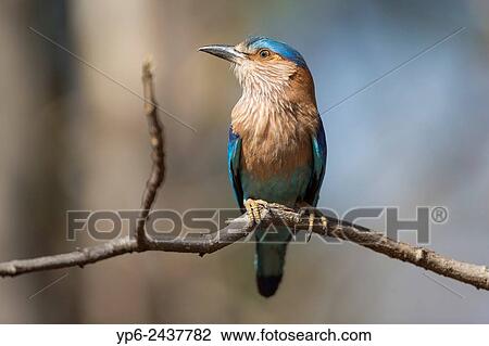 Stock Image - Indian roller (Coracias benghalensis) sitting on branch, Pench National Park, Madhya Pradesh, India.. Fotosearch